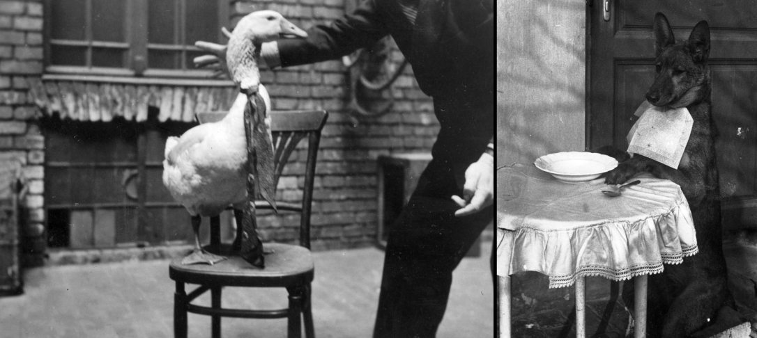 Pécs, 1930. Fotó: Fortepan és A "Csodakutya" Óbudán 1940-ben. Fotó: Fortepan