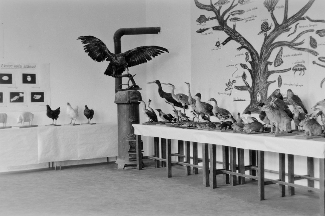 1960. Fotó: Németh Tamás / Fortepan