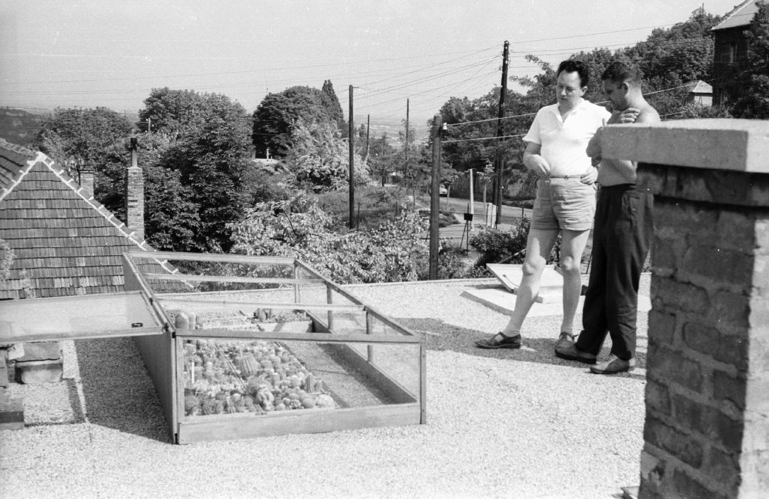 Dr. Szabó Árpád mérnök, tanár kaktuszgyűjteménye a budapesti Sashegyi út 1-ben 1967-ben. Fotó:  Mészáros Zoltán / Fortepan