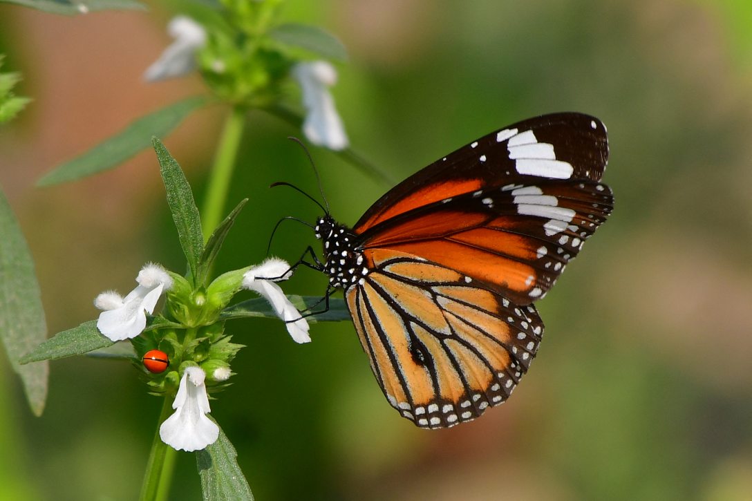 Egy pillangó virágport és nektárt gyűjt egy virágról. Fotó: Anuwar Hazarika / NurPhoto /AFP