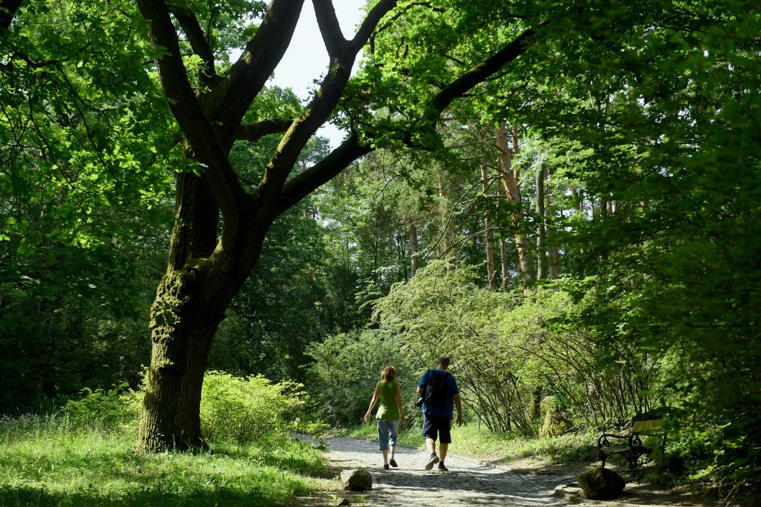 A Vácrátóti Nemzeti Botanikus Kert 2020. június 25-én. Fotó: MTI/Koszticsák Szilárd