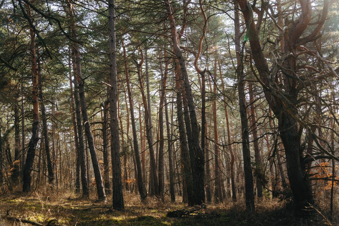 Mészáros Zsolt. Fotó: Sorok Péter / Kultúra.hu