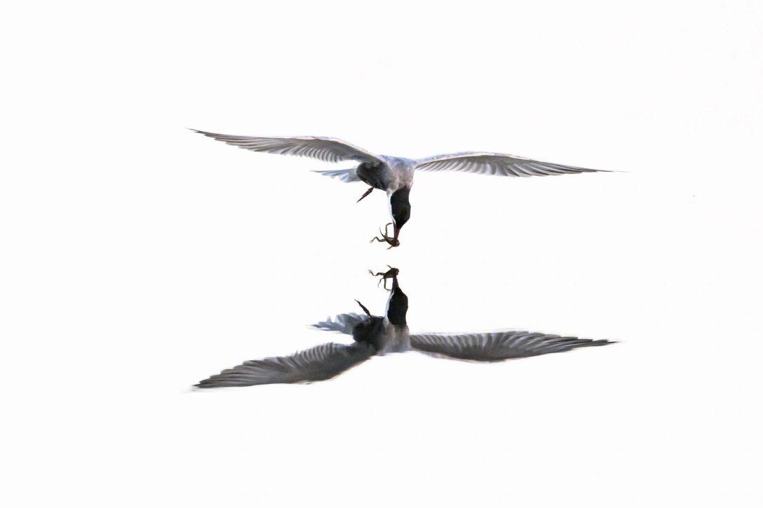 Tökölyi Csaba: Tükröződés  / Tudomány és természet egyedi kép, 2. díj