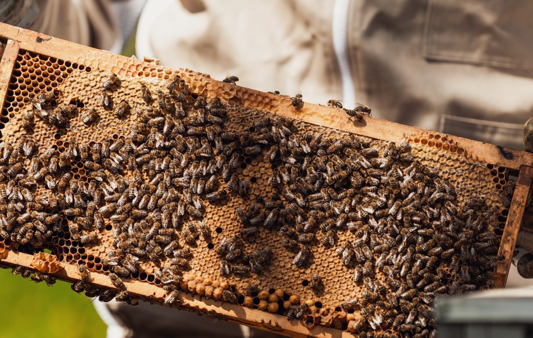 Vers Zsófia és Puskás Szilárd Fotó: Csiki Vivien / Kultúra.hu