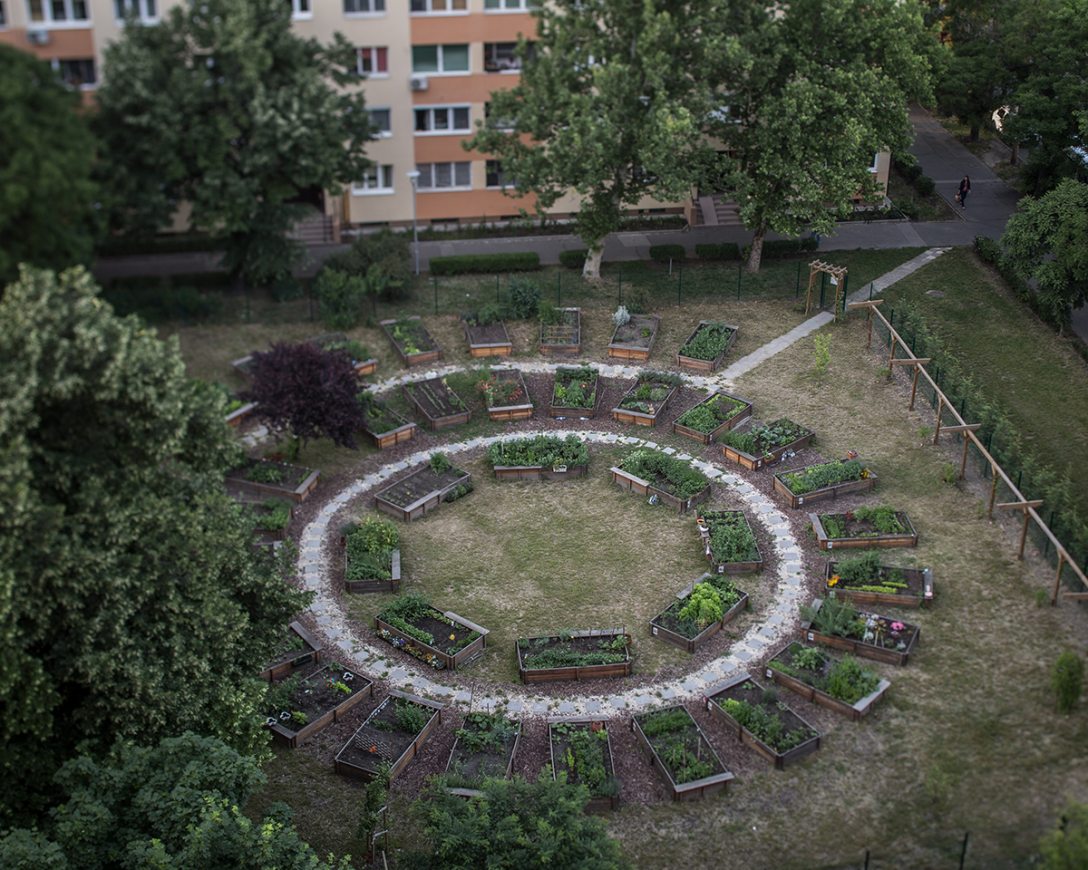 Közösségi kertek Budapesten. Fotó: Kállai Márton
