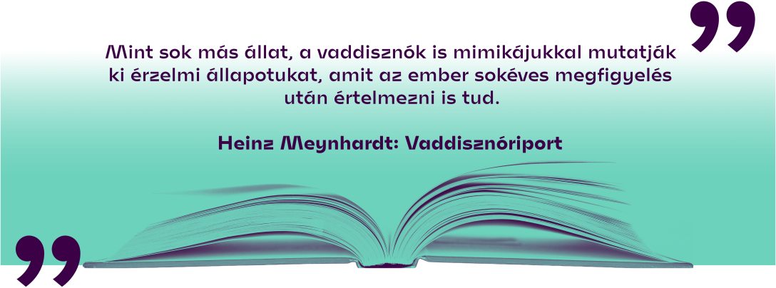 Heinz Meynhardt: Vaddisznóriport