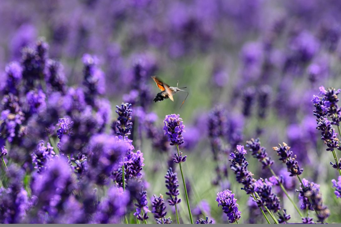 Kacsafarkú szender (Macroglossum stellatarum) az Eau De Tihany levendulásban a XX. Levendula Hetek megnyitójának napján, 2024. június 14-én. Fotó: MTI/Vasvári Tamás