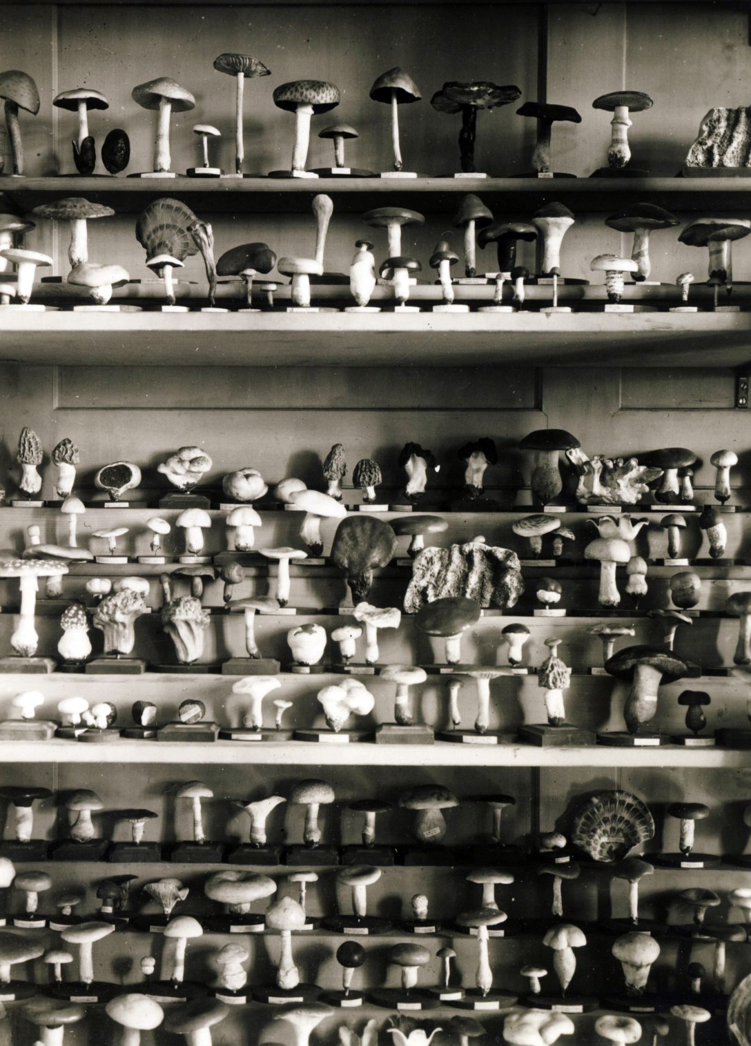 Kalocsa az Érseki Főgimnázium gomba gyűjteménye 1938-ban. Fotó: Fortepan / Jezsuita Levéltár