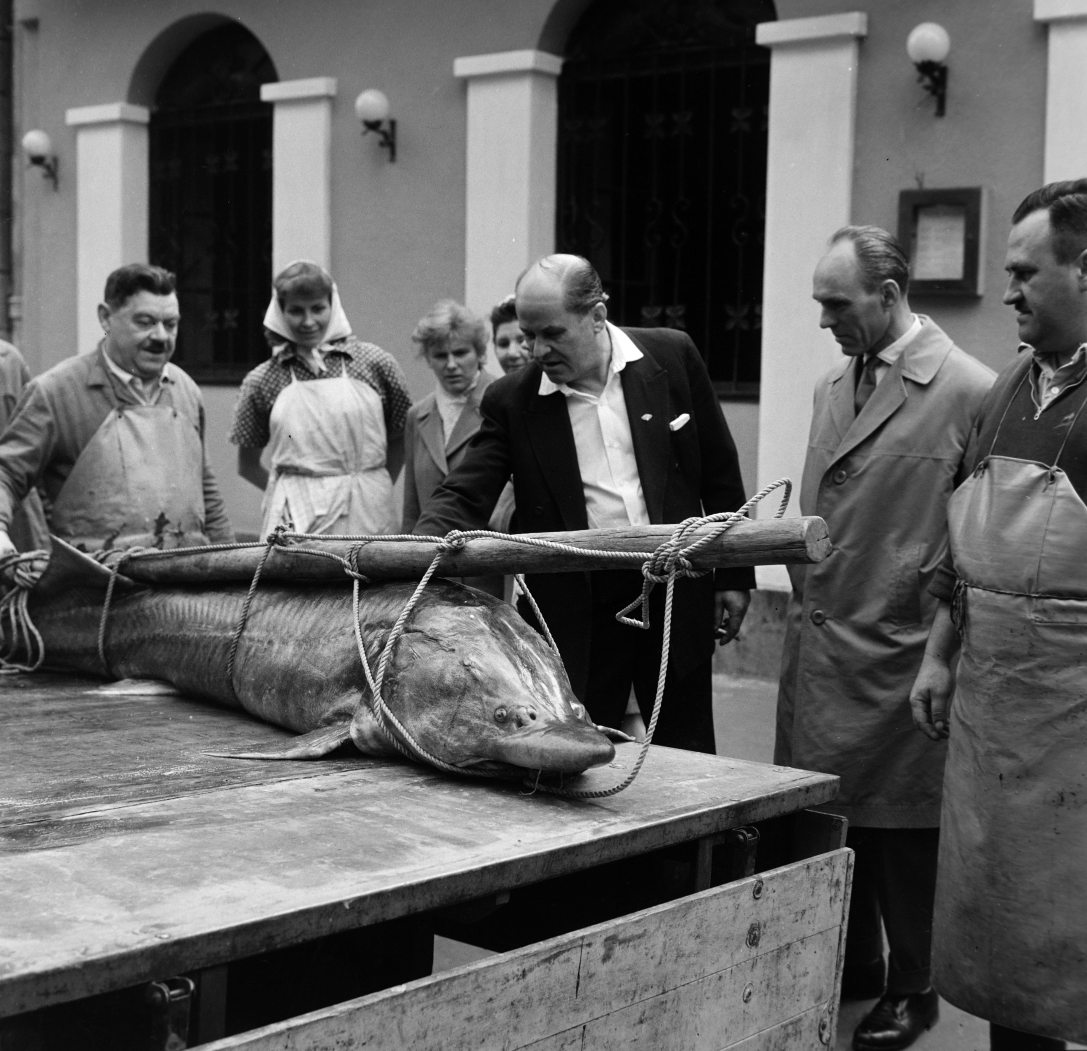 Paksi halászok által a Dunából kifogott 105 kilogrammos és 215 centiméter hosszú viza a Margit körút (Mártírok útja) 14. szám alatti Paksi Halászcsárda előtt 1962-ben. Fotó: Fortepan / Bojár Sándor