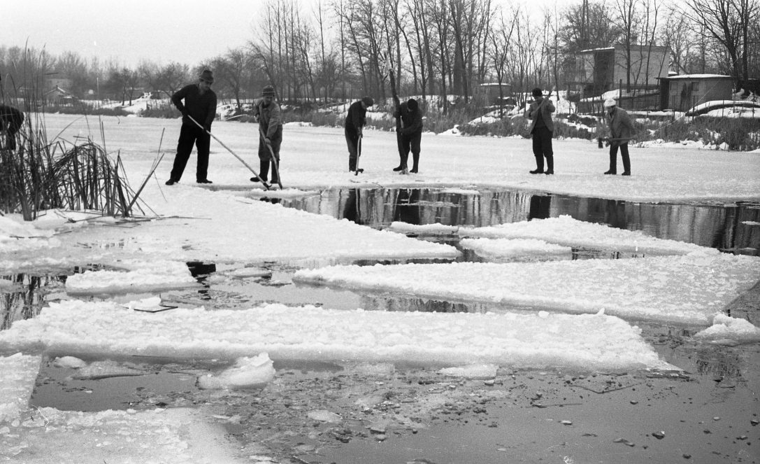 Jégtáblák kitermelése a Ráckevei (Soroksári)-Dunán 1970-ben, melyeket a Taksonyi Földműves Szövetkezet vermeibe szállítanak. Fotó: Fortepan / Urbán Tamás