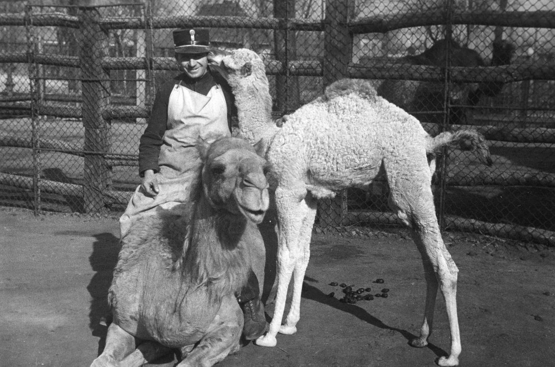 Nőstény teve újszülött borjával és gondozójuk 1938-ban. Fotó:  Fortepan / Inkey Tibor