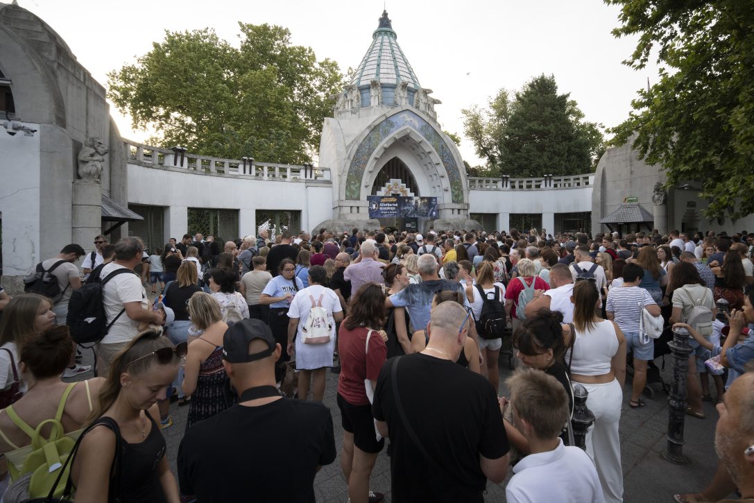 Kapunyitásra várakozók a XV. Állatkertek éjszakája rendezvényen a Fővárosi Állat- és Növénykertben 2026. augusztus 28-án.  Fotó: MTI/Lakatos Péter