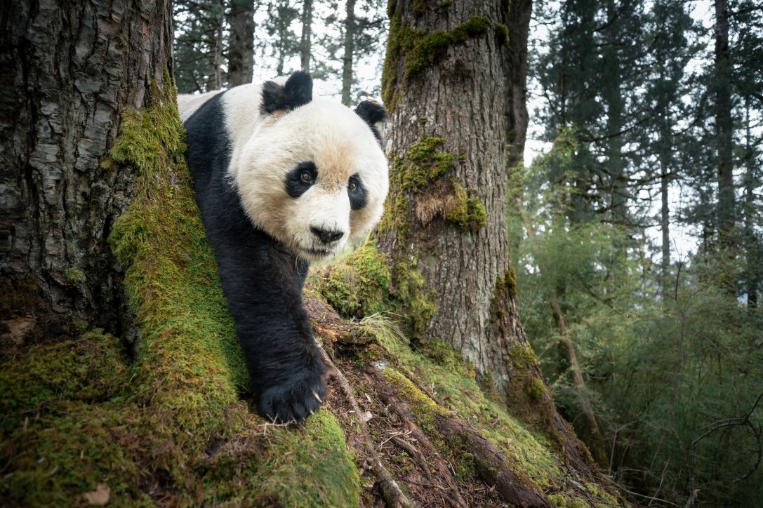 Fotó: Rob G. Green / National Geographic Society / Henry Luce Foundation / World Press Photo