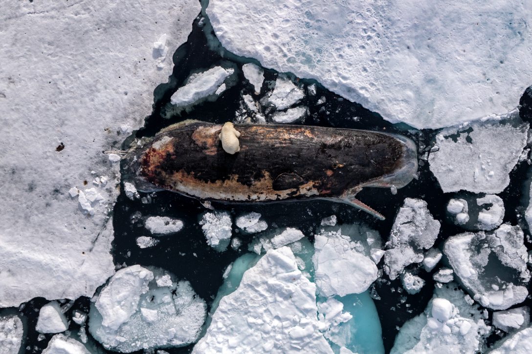 Fotó: Roie Galitz / World Press Photo